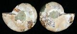 Small Desmoceras Ammonite Pair #5318-1